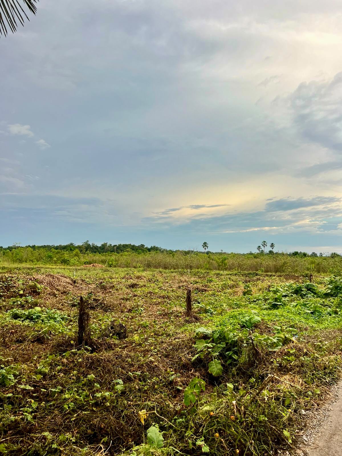 Proyecto Libertad – terreno 2